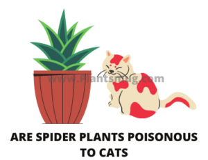 Are Spider Plants Poisonous To Cats (1)