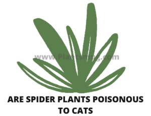 Are spider plants poisonous to cats ( Tips to Avoid this Situation)
