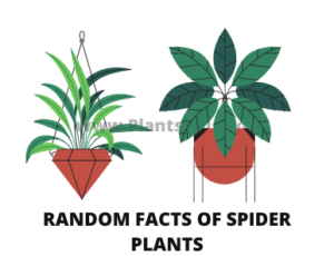 Random facts of spider plants