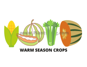 Warm Season crops