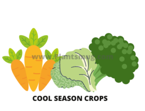 Cool-season Crops