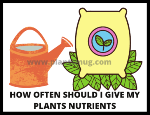 Process How often should I give my plants nutrients