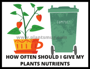 How Often Should I Give My Plants Nutrients (2)