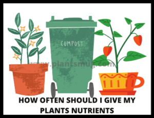 How Often Should I Give My Plants Nutrients (3)