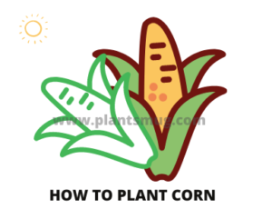 Steps how to plant corn