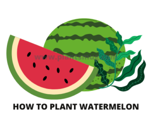 Steps how to plant watermelon