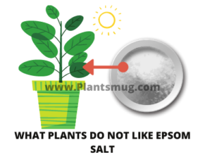 What plants do not like Epsom salt