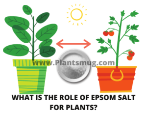What is the role of Epsom salt for plants?