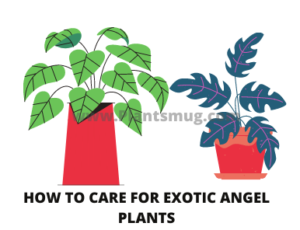 Steps How to Care for Exotic Angel Plants