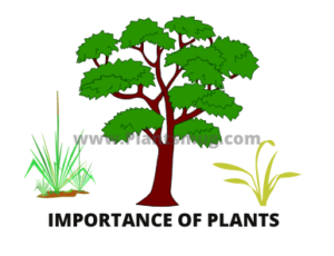 Importance of plants You must know