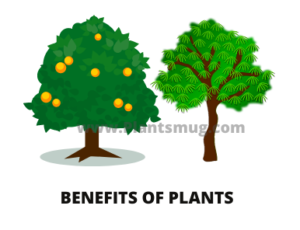 Benefits of plants