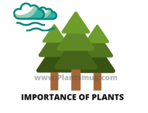 Importance Of Plants (Benefits of Plants)