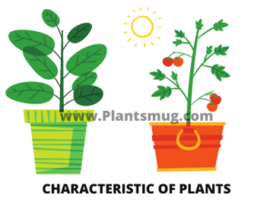 Characteristic of plants