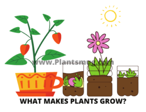 What makes plants grow?