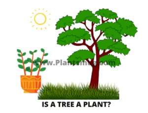 Is A Tree A Plant 