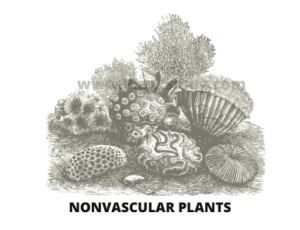 Characteristic of Nonvascular plants