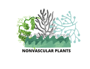 Examples of nonvascular plants
