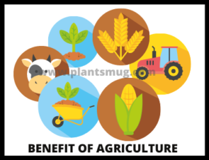 Benefit Of Agriculture