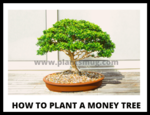 Steps how to plant a money tree