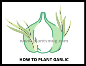 How To Plant Garlic (2)