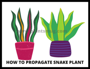 How To Propagate Snake Plant 