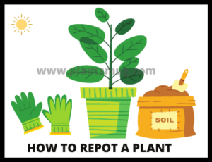 How To Repot A Plant ( Steps)