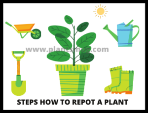 steps How To Repot A Plant 