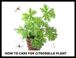 How To Care For Citronella Plant