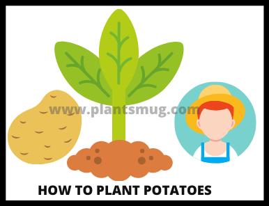 Steps on how to plant potatoes