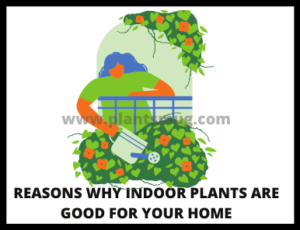 Reasons Why Indoor Plants Are Good For Your Home