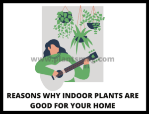 Reasons Why Indoor Plants Are Good For Your Home (Advantages)
