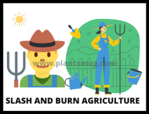 Slash And Burn Agriculture