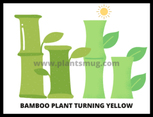Bamboo Plant Turning Yellow