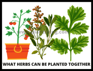 What herbs can be planted together (1)