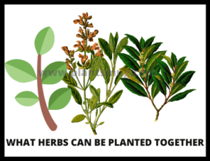 What herbs can be planted together (2)