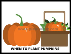 Steps When to Plant Pumpkins