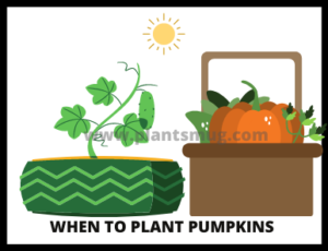 When to Plant Pumpkins ( Tips & Warning)