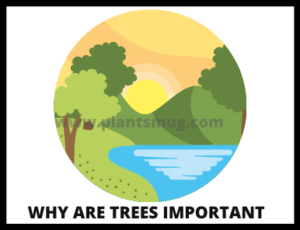 Why are trees important ( Random facts)