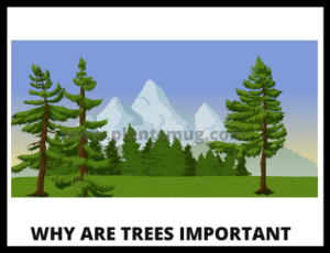 Why Are Trees Important Understand In 13 Easy Steps