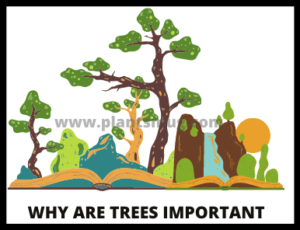 Why Are Trees Important Understand In 13 Easy Steps