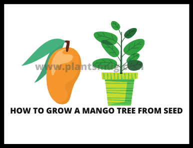 How To Grow A Mango Tree From Seed In 6 Easy Steps - Plantsmug