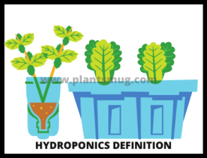 hydroponics definition & how hydroponics system works (steps)