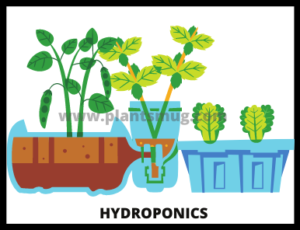 Hydroponics advantages