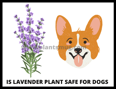 Is Lavender Plant Safe For Dogs 