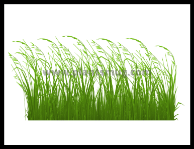 Steps On How to plant Buffalo Grass