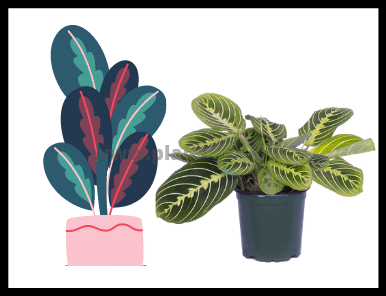 Prayer Plant Problems 