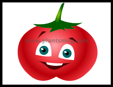 Most common tomato plant problems