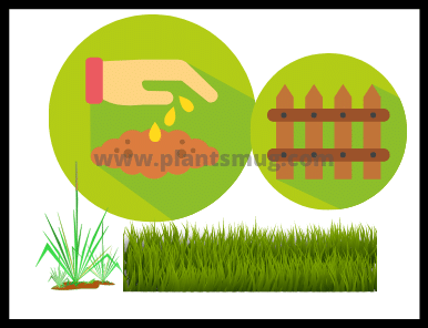 When to Plant Grass ( tips & warning)