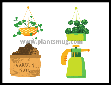 Gardening Tips for complete Beginner