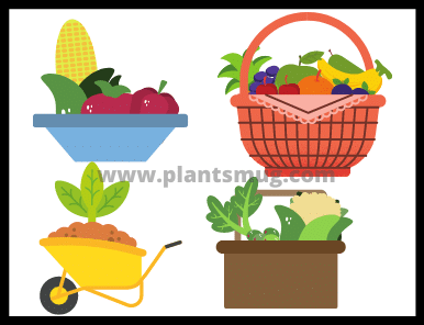 Benefits of Growing home vegetable garden
